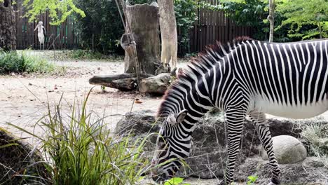 Primer-Plano-De-Medio-Cuerpo-De-Una-Cebra-De-Grevy,-Equus-Grevyi-Comiendo-Henos,-Pequeño-Bebé-Cebra-Caminando-Hacia-Su-Madre-En-El-Zoológico-Safari-De-Singapur,-Reservas-De-Vida-Silvestre-De-Mandai