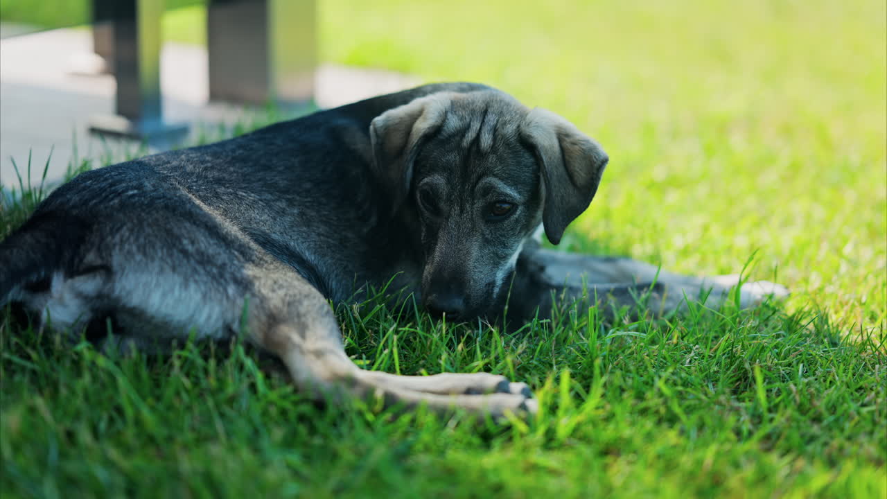 Close up of a black and brown, stray dog lying on the grass in a park