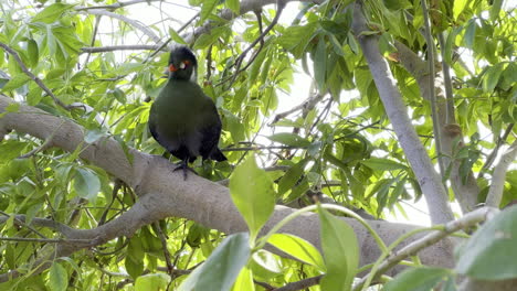 White-cheeked-Turaco-bird-on-a-tree-branch-looking-towards-the-camera-while-hiding-from-the-sun