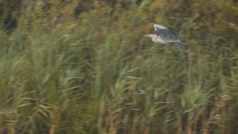 Garza-Imperial-Volando-A-Cámara-Lenta-En-El-Parque-Nacional-Weerribben-Wieden,-Países-Bajos