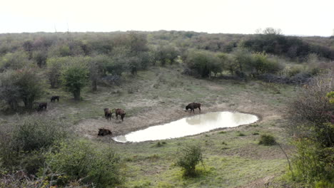 european bison herd resting at a steppe watering hole,czechia,zoom in