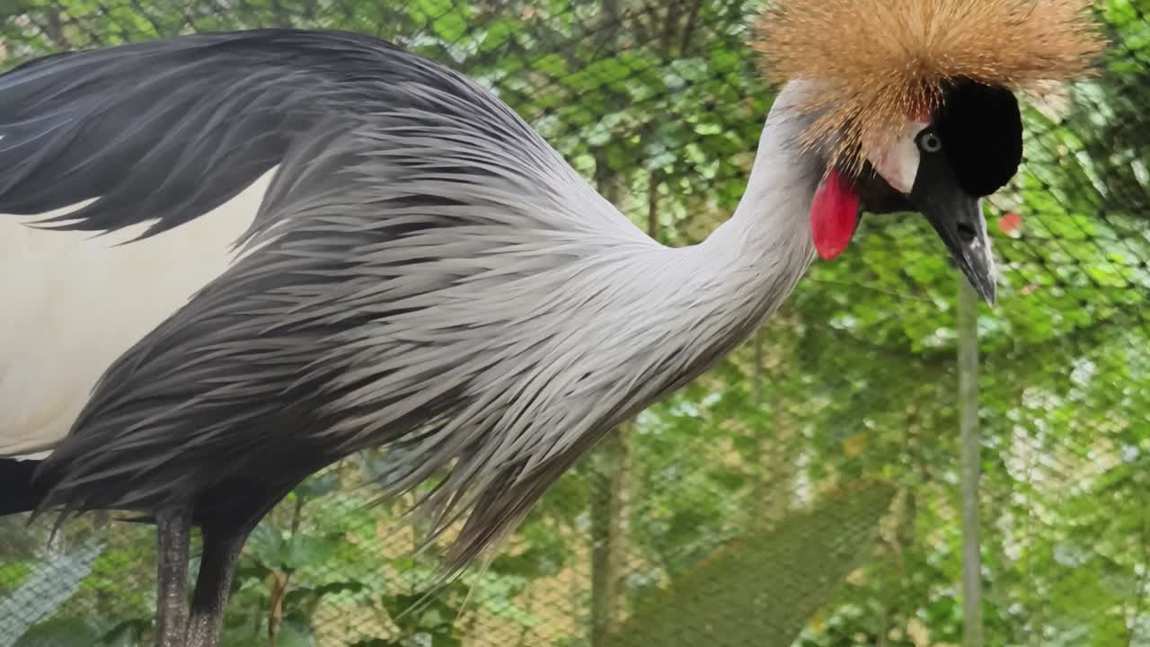Grúa con corona gris