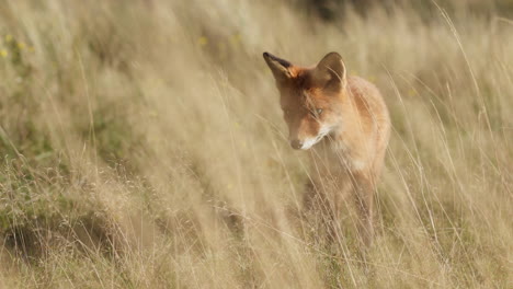 red fox in a field