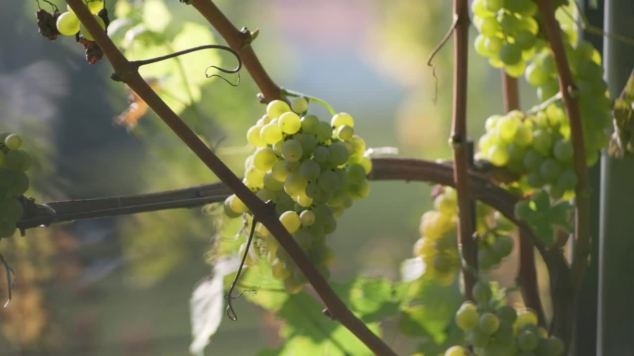 Clusters of Green Grapes on a Vineyard Vine