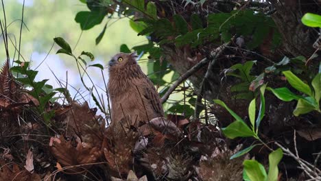 Looking-up-towards-the-left-as-the-camera-zooms,-Buffy-Fish-Owl-Ketupa-ketupu,-Juvenile,-Thailand