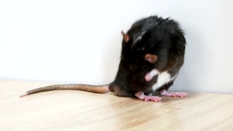 gray rat washing close-up