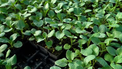 growing vegetable plants  wait to be planted