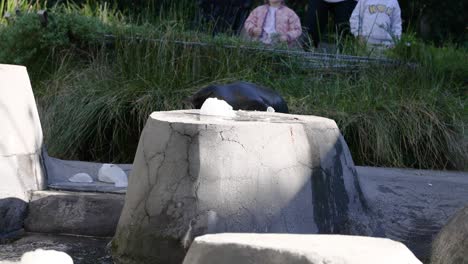 foca interactuando con el medio ambiente en la exposición del zoológico
