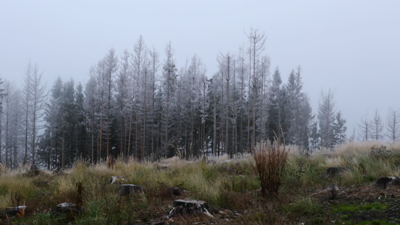 Sumua metsän keskellä, puunrunko ja hienoa lunta taustalla.
