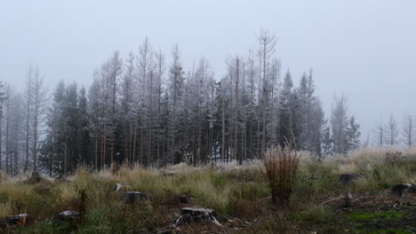 Nebel-Mitten-Im-Wald-Mit-Blick-Auf-Den-Baumstamm-Und-Feinen-Schnee-Im-Hintergrund