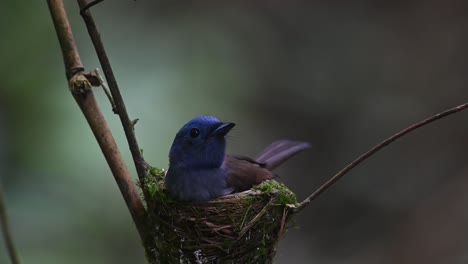 black-naped blue flycatcher, hypothymis azurea, kaeng krachan, thailand