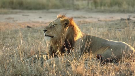 Beautiful-wide-shot-of-a-male-lion-lying-in-the-dry-grass-roaring-in-the-morning-sun,-Greater-Kruger