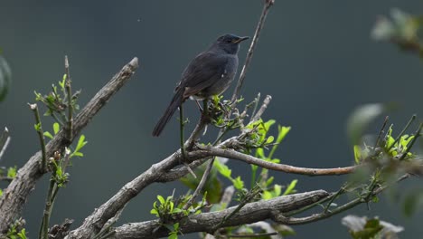 White-bellied-redstart-male--Calling-on-perch