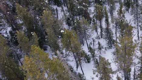 Vista-De-Arriba-Hacia-Abajo-Bosque-Cubierto-De-Nieve,-Vista-Desde-El-Teleférico,-Paisaje-De-Invierno