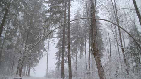 snow covered trees on a gloomy snowy day - panning shot