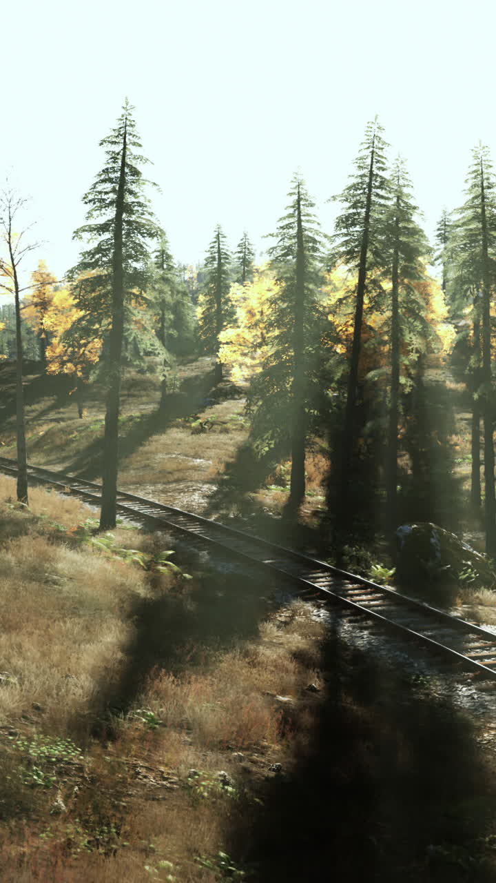 숲 을 가로지르는 철도 철도