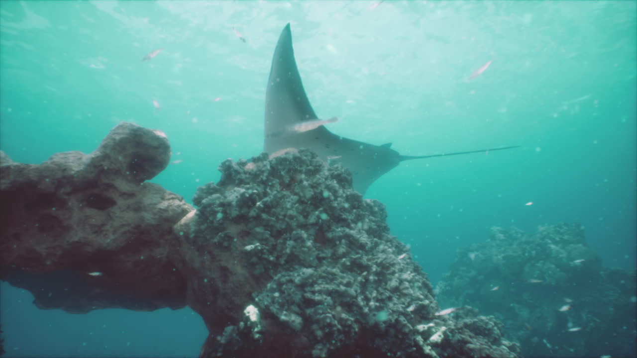 манта-рей плавает над коралловым рифом