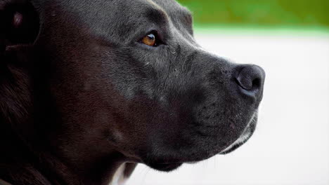 pitbul dog sniffing  shot at 100fps 4k