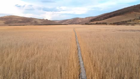 flying with the drone over a reed area