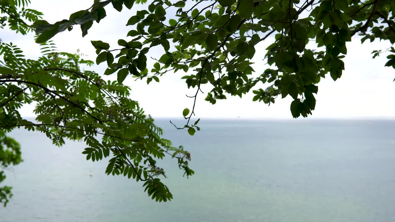 하늘을 배경으로 초록색 잎