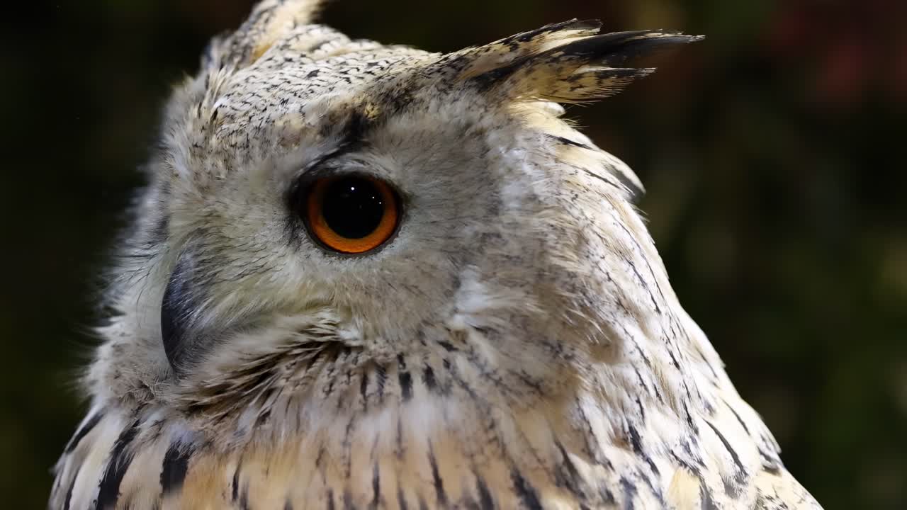 Detailed view of an owl's eye and feathers, showcasing its striking gaze and intricate plumage patterns.