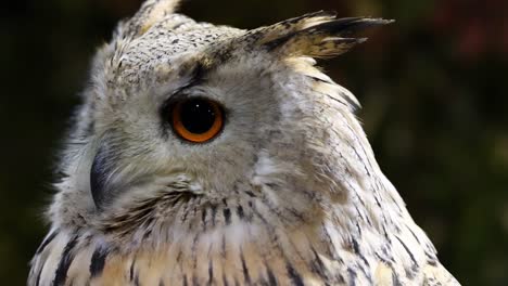 detailed view of an owl's eye and feathers, showcasing its striking gaze and intricate plumage patterns.