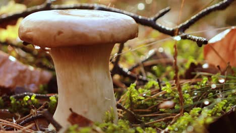 Boletus-De-Setas-En-Un-Bosque-Soleado.