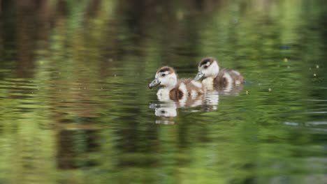 Babygänse-Auf-Dem-Teich