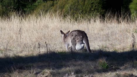 Rear-View-Of-A-Wallaby-Grazing-On-The-Meadow-At-Daytime---wide-shot