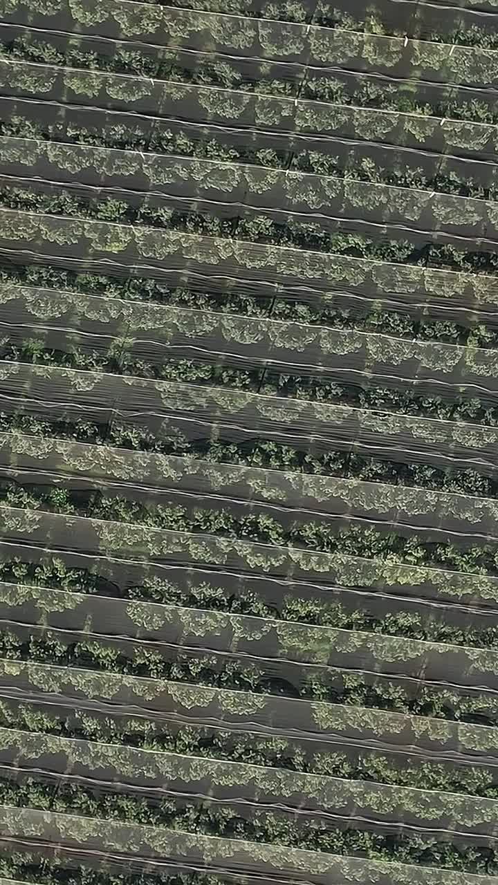 Vineyard rows grow in Corsica, France during the sunny day