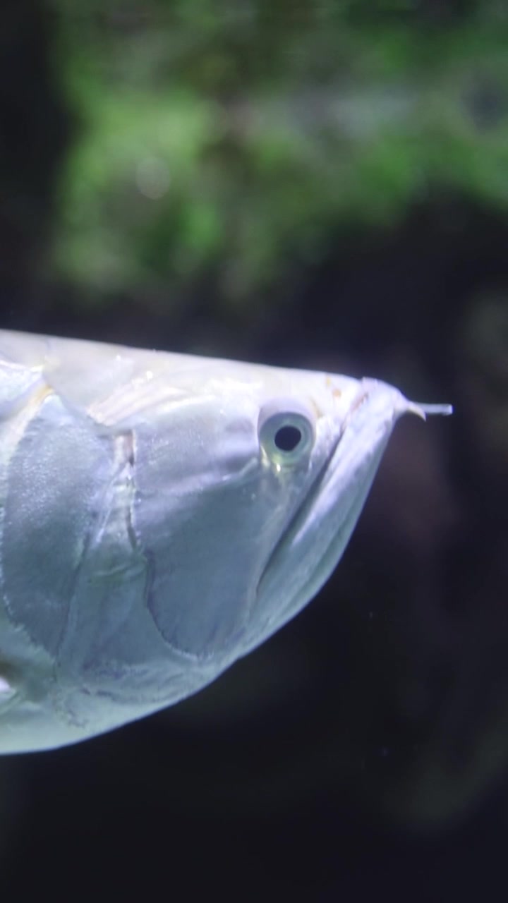 Arowana argentato che scivola nell'acqua dell'acquario