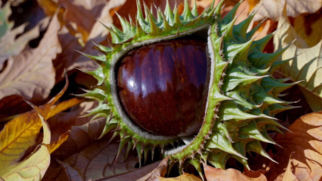 Close-up video shot of a spiky chestnut shell on colorful autumn leaves, capturing the rich textures