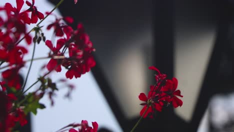 focus on red flowers in front of street lamp