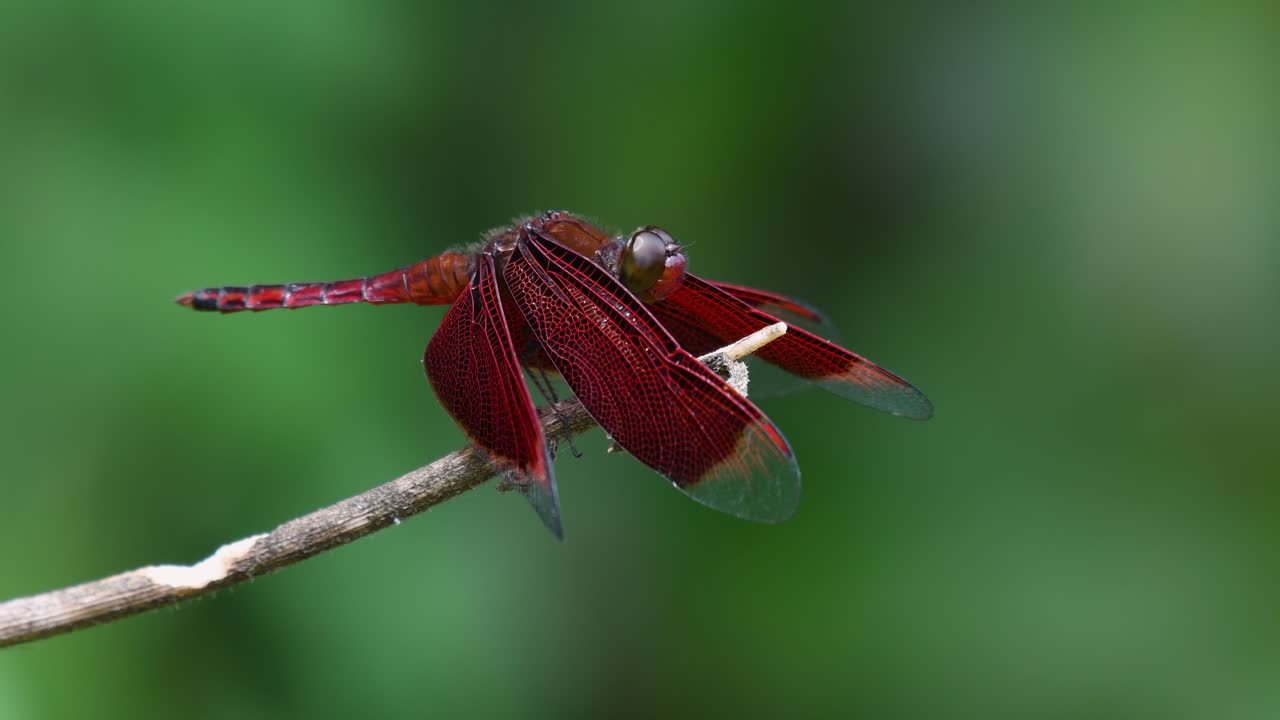 Fulvous Forest Skimmer perching on a twig at a slower motion footage, Neurothemis fulvia; this dragonfly likes to perch and fly around chasing another of its kind