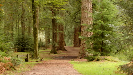 Extraweite-Aufnahme-Des-Pfades,-Der-Sich-Um-Bäume-Im-Blackwater-Arboretum-Schlängelt