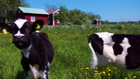 three young classic black and white baby milk cows stand on a thriving summer meadow with yellow flowers eating grass with a fourth curious cow curiously looking at the camera