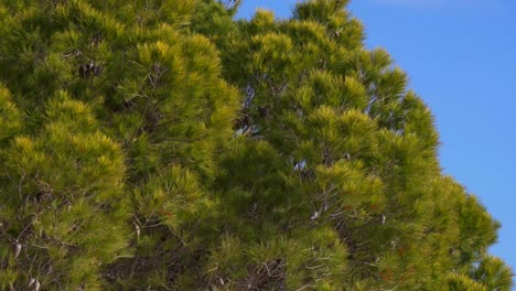 Pinos,-Copas-De-árboles-Verdes-Gruesas-Con-Fondo-De-Cielo-Azul,-Fondo-Calmante