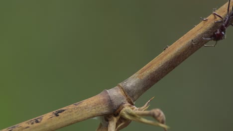 single bullet ant with one broken leg walks down the twig avoiding smaller ants