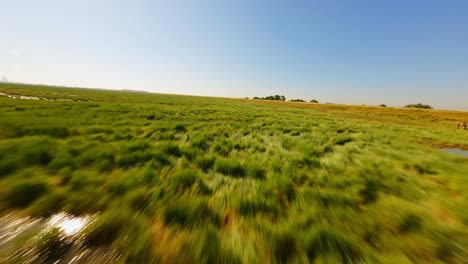 FPV-drone-shot-flying-at-high-speed-over-protected-wetlands-underneath-a-clear-blue-summer-sky