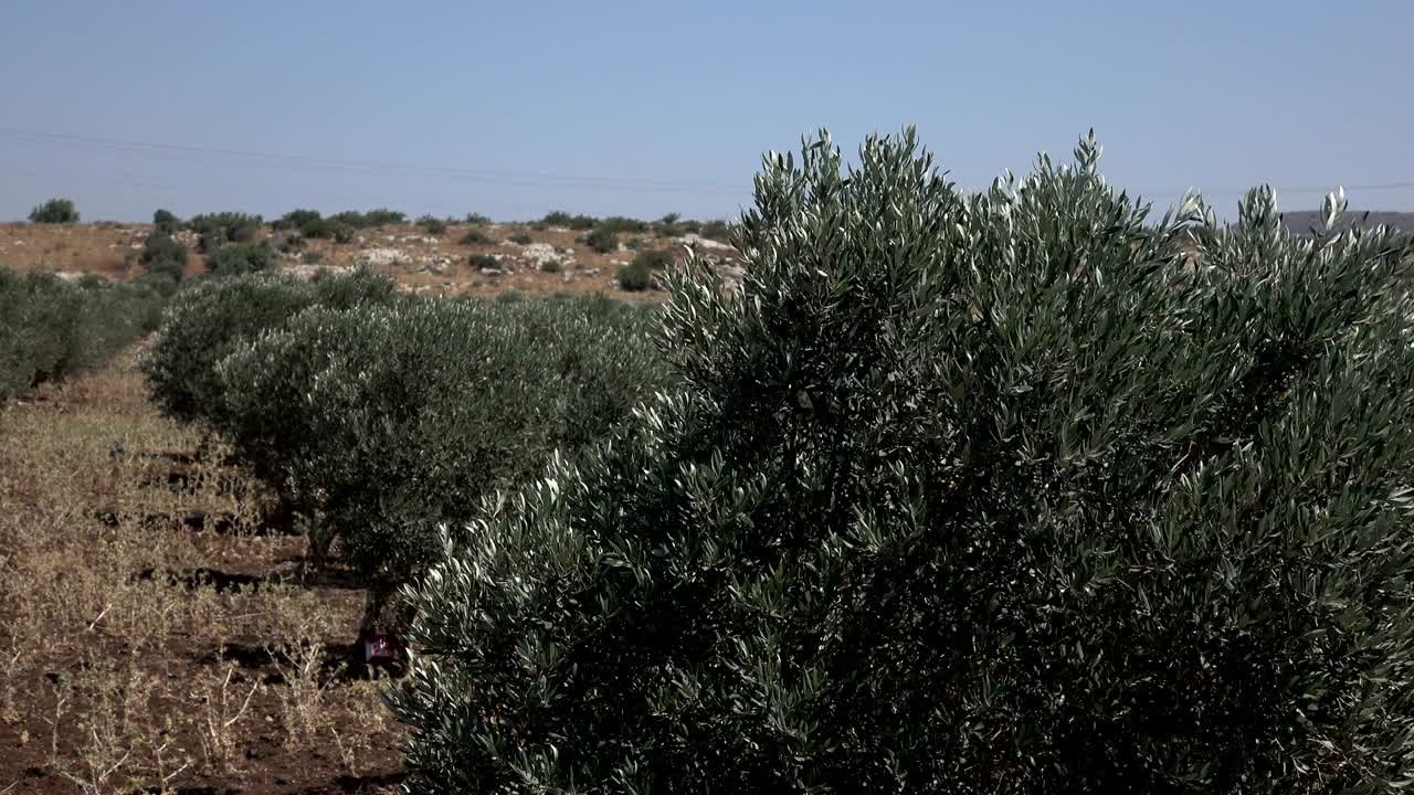 이스라엘의 황량한 풍경 속에 있는 높은 올리브 나무들의 줄