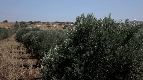 líneas de altos olivos en un paisaje estéril en israel