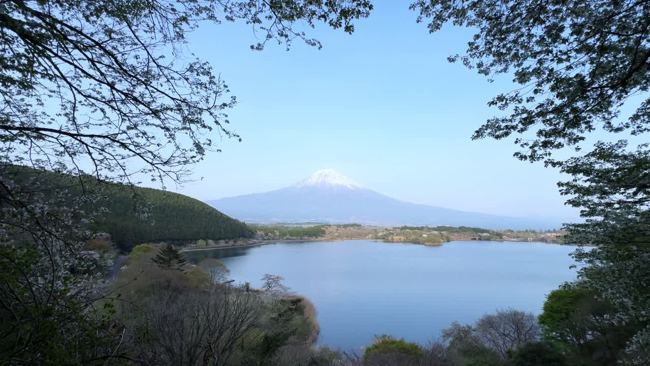 Lake Tanuki, with a clear view of Mount Fuji in the background, framed by blooming trees