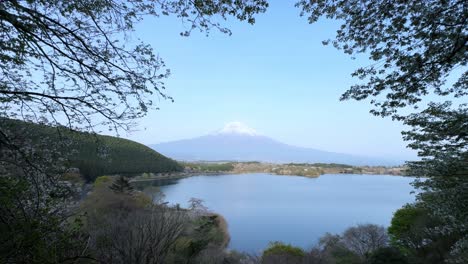lake tanuki, with a clear view of mount fuji in the background, framed by blooming trees