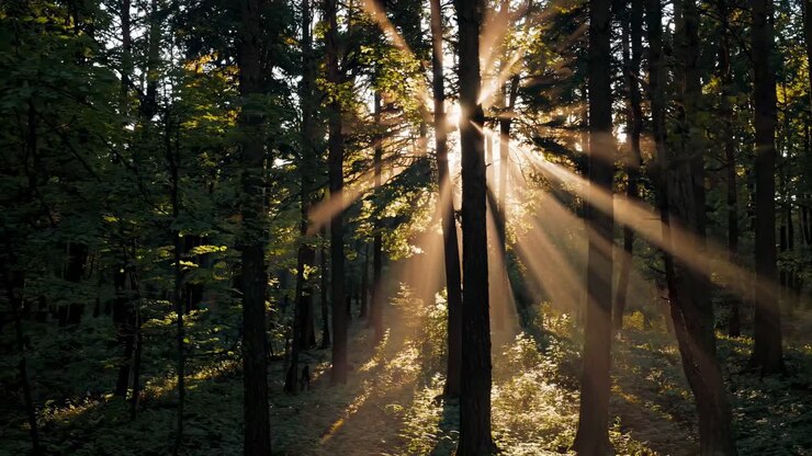 Sunlight streams through a dense forest, captured at eye level