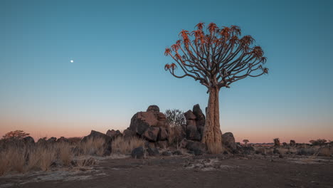 árbol de carballo al anochecer en el sur de áfrica