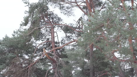 Long pan of snow covered tree branches