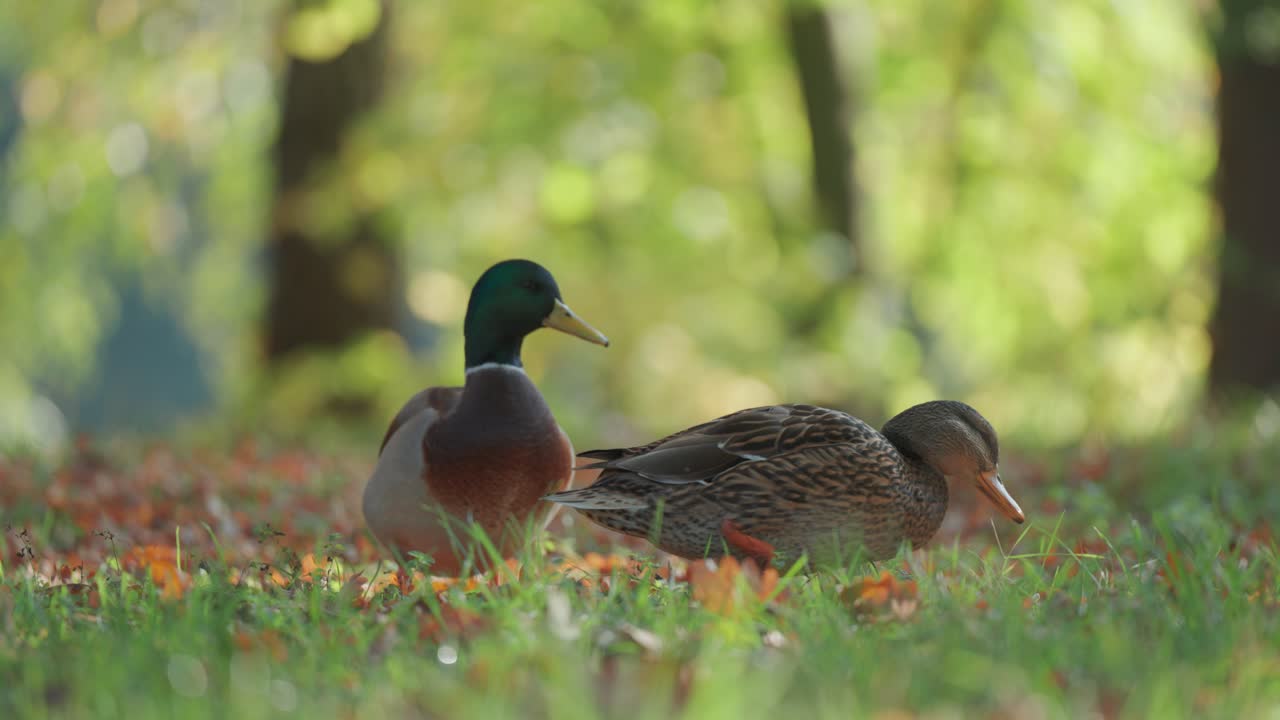 Close-up of ducks walking on the ground, surrounded by green grass, fallen leaves, and soft autumn light. Parallax video, bokeh background.