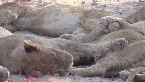 several lions resting close to each other in sandy shade