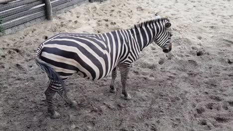 zebra outdoors on a sandy ground in the summer