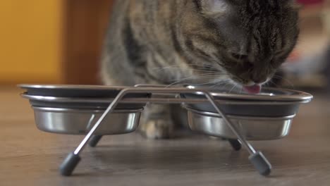 a female cat taking dry food from metal dish. metal dish with food and water. shot in 4k